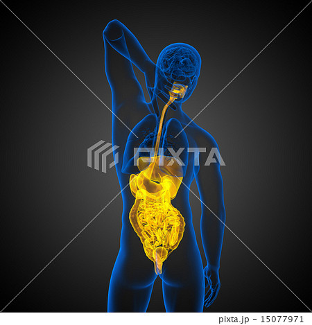 3d render illustration of the digestive system 3d render illustration of the digestive system 15077971