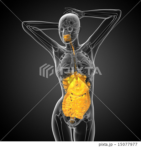3d render  illustration of the  digestive system 15077977