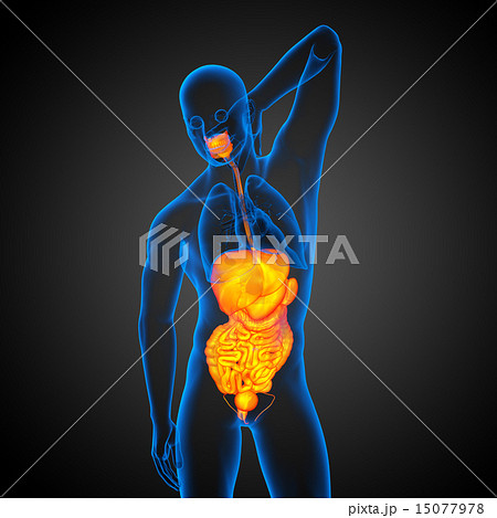 3d render  illustration of the  digestive system 15077978