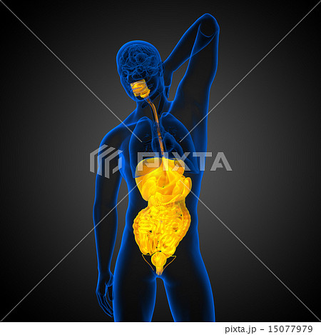 3d render  illustration of the digestive system 15077979