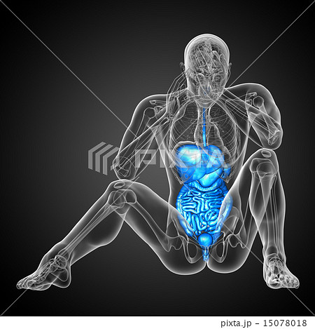 3d render illustration of the digestive system 15078018