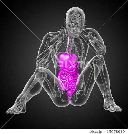 3d render illustration of the digestive system 15078019