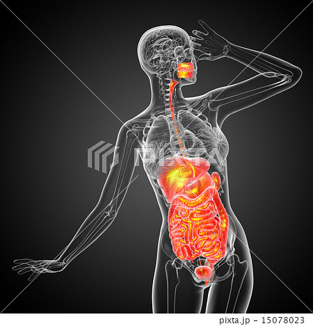 3d render illustration of the digestive system 3d render illustration of the digestive system 15078023