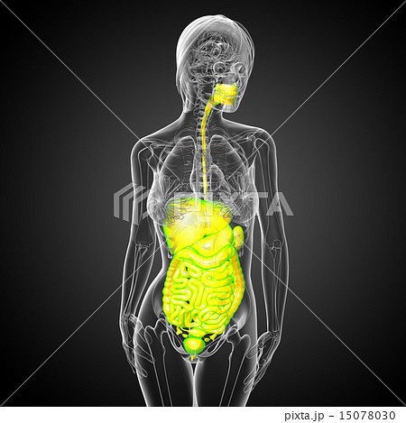 3d render illustration of the digestive system 15078030