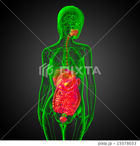 3d render illustration of the digestive system 15078033