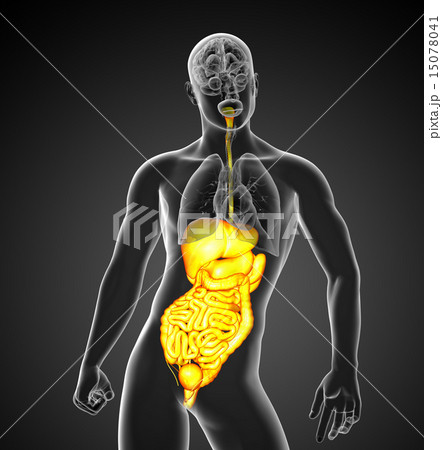 3d render illustration of the digestive system 15078041