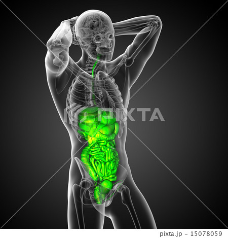 3d render illustration of the digestive system 15078059