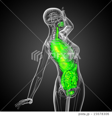3d render illustration of the digestive system and 15078306