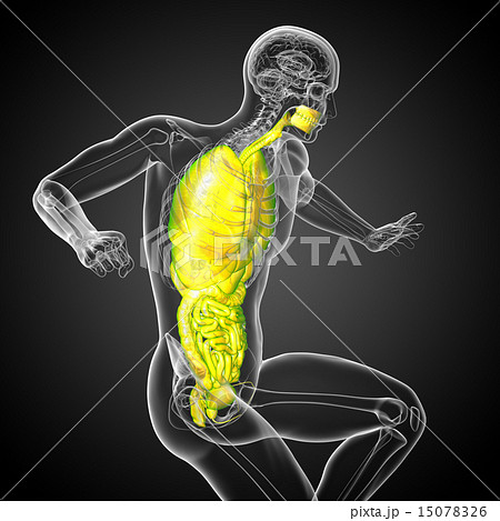 3d render illustration of the digestive system and 15078326
