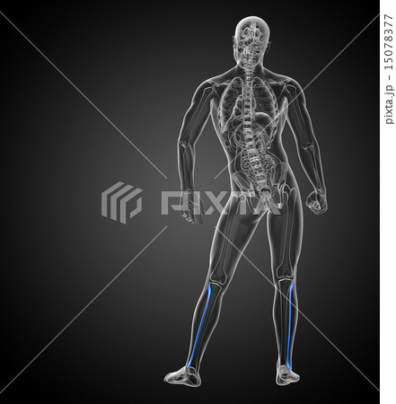3d render illustration of the fibula bone 15078377