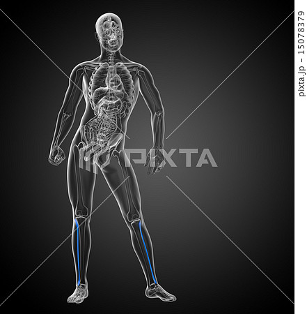 3d render illustration of the fibula bone 15078379