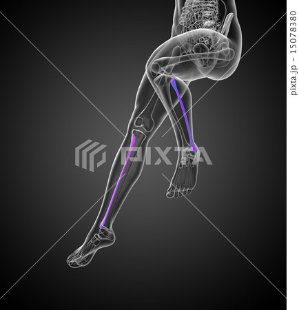 3d render illustration of the fibula bone 15078380