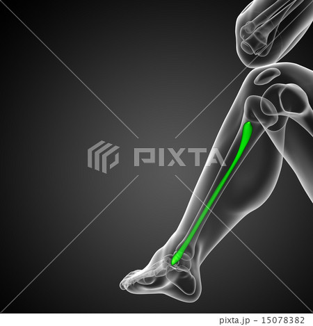 3d rendered illustration of the fibula bone 15078382