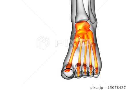 3d render medical illustration of the foot bone 15078427
