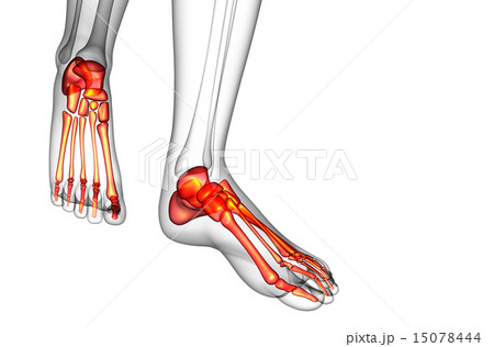 3d render medical illustration of the foot bone 15078444