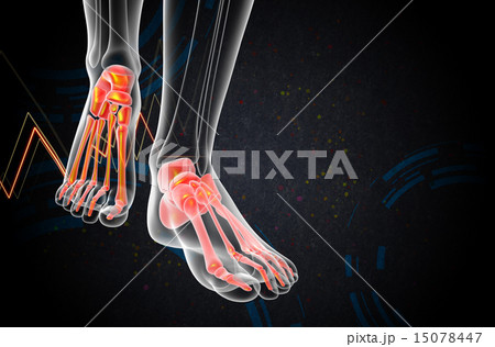 3d render medical illustration of the foot bone 15078447