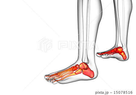 3d render medical illustration of the foot bone 15078516