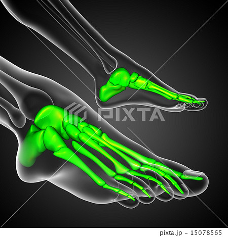 3d render medical illustration of the foot bone 3d render medical illustration of the foot bone 15078565