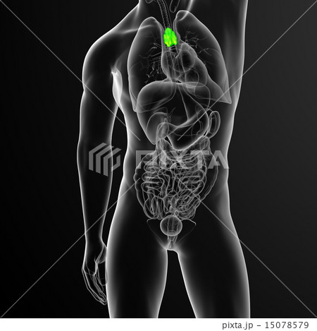 3d render medical illustration of the thymus 3d render medical illustration of the thymus 15078579