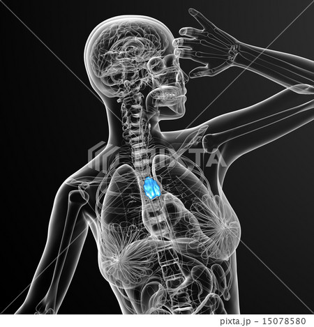 3d render medical illustration of the thymus 3d render medical illustration of the thymus 15078580