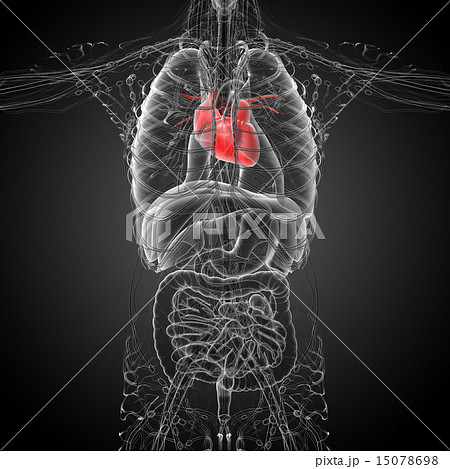 3d rendered medical illustration of a human heart 3d rendered medical illustration of a human heart 15078698