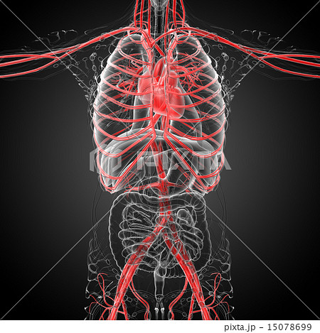 3d rendered medical illustration of a human heart 15078699