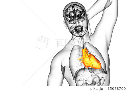 3d rendered medical illustration of a human heart 3d rendered medical illustration of a human heart 15078700