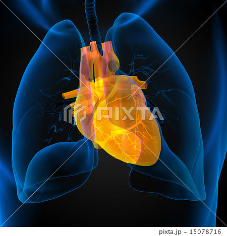 3d rendered medical illustration of a human heart 15078716