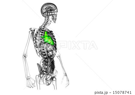 3d rendered medical illustration of a human heart 3d rendered medical illustration of a human heart 15078741