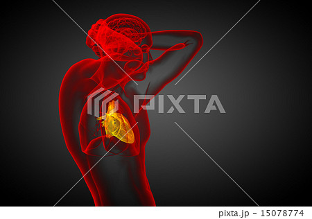 3d rendered medical illustration of a human heart 3d rendered medical illustration of a human heart 15078774