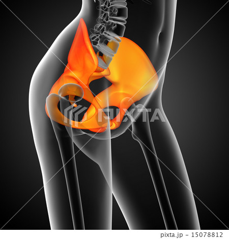 3D medical illustration of the hip bone 3D medical illustration of the hip bone 15078812