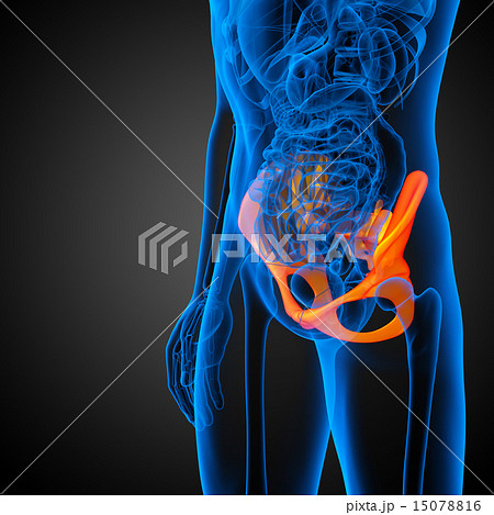 3D medical illustration of the hip bone 3D medical illustration of the hip bone 15078816