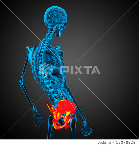 3D medical illustration of the hip bone 3D medical illustration of the hip bone 15078828