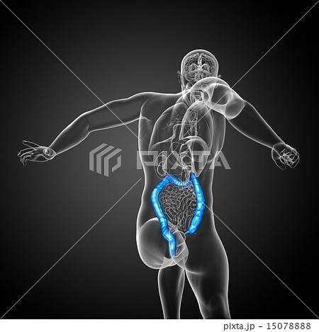 Human digestive system large intestine Human digestive system large intestine 15078888