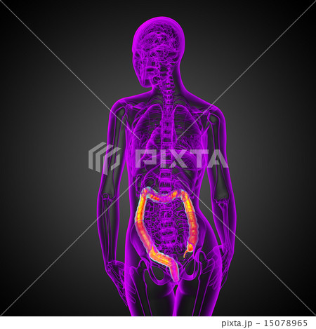 Human digestive system large intestine Human digestive system large intestine 15078965