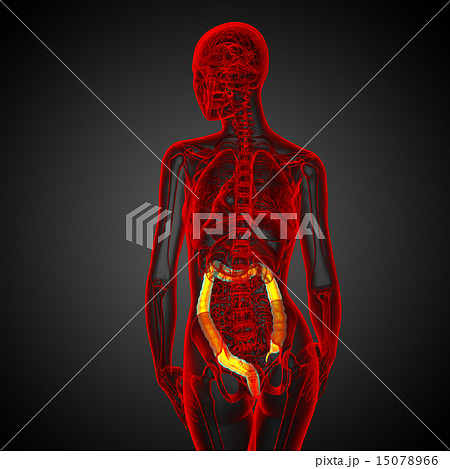 Human digestive system large intestine Human digestive system large intestine 15078966
