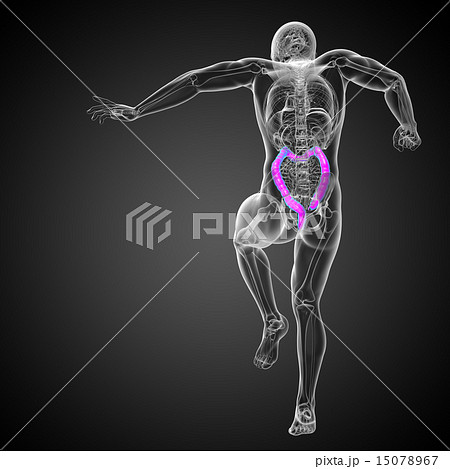 Human digestive system large intestine Human digestive system large intestine 15078967