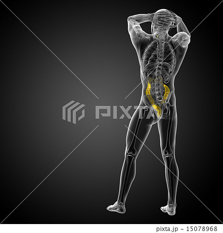 Human digestive system large intestine Human digestive system large intestine 15078968