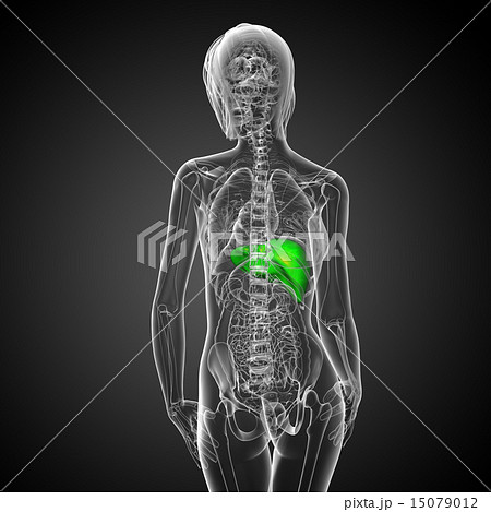 3d render medical illustration of the liver 15079012