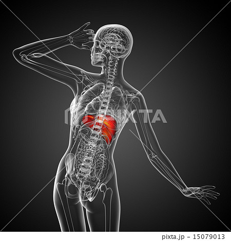 3d render medical illustration of the liver 15079013