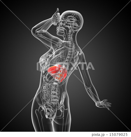 3d render medical illustration of the liver 15079025