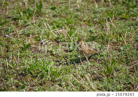 ヒバリ 15079265
