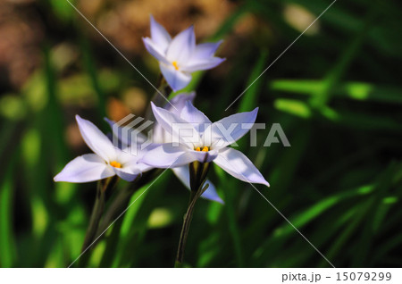 木漏れ日を浴びる花韮（はなにら） 15079299