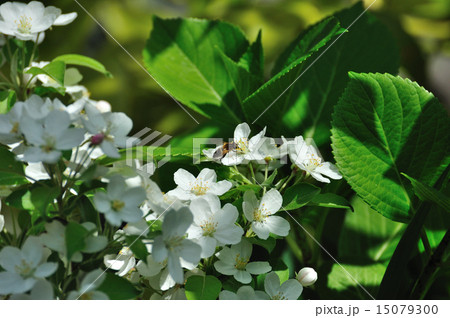 姫りんごの花に蜂 15079300