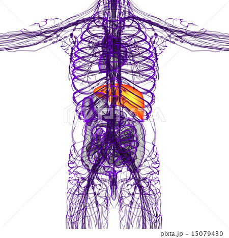 3d render medical illustration of the liver 15079430