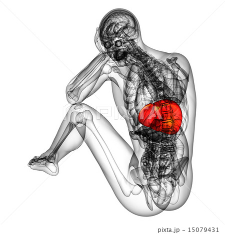 3d render medical illustration of the liver 15079431