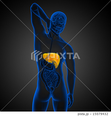 3d render medical illustration of the liver 15079432