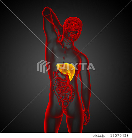 3d render medical illustration of the liver 15079433