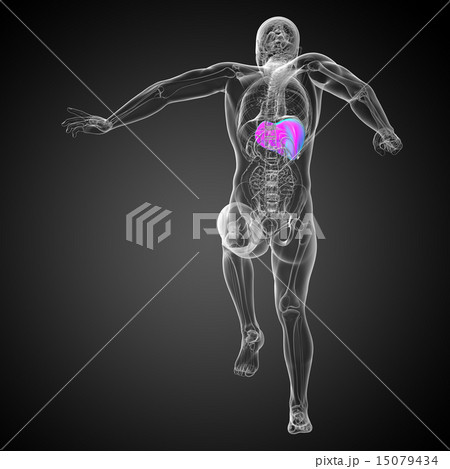 3d render medical illustration of the liver 15079434