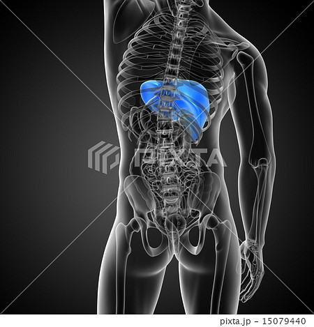 3d render medical illustration of the liver 15079440